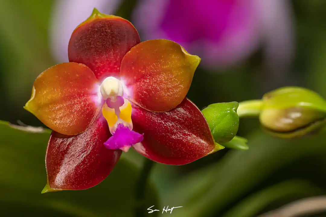A fantastic red, orange, pink, and yellow phalaenopsis exotic orchid