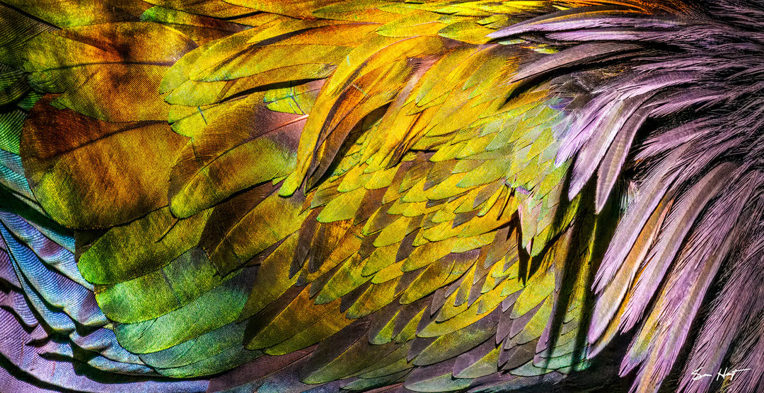 Vibrant Nicobar Pigeon