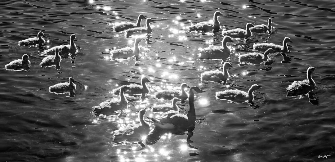 Sparkling Geese