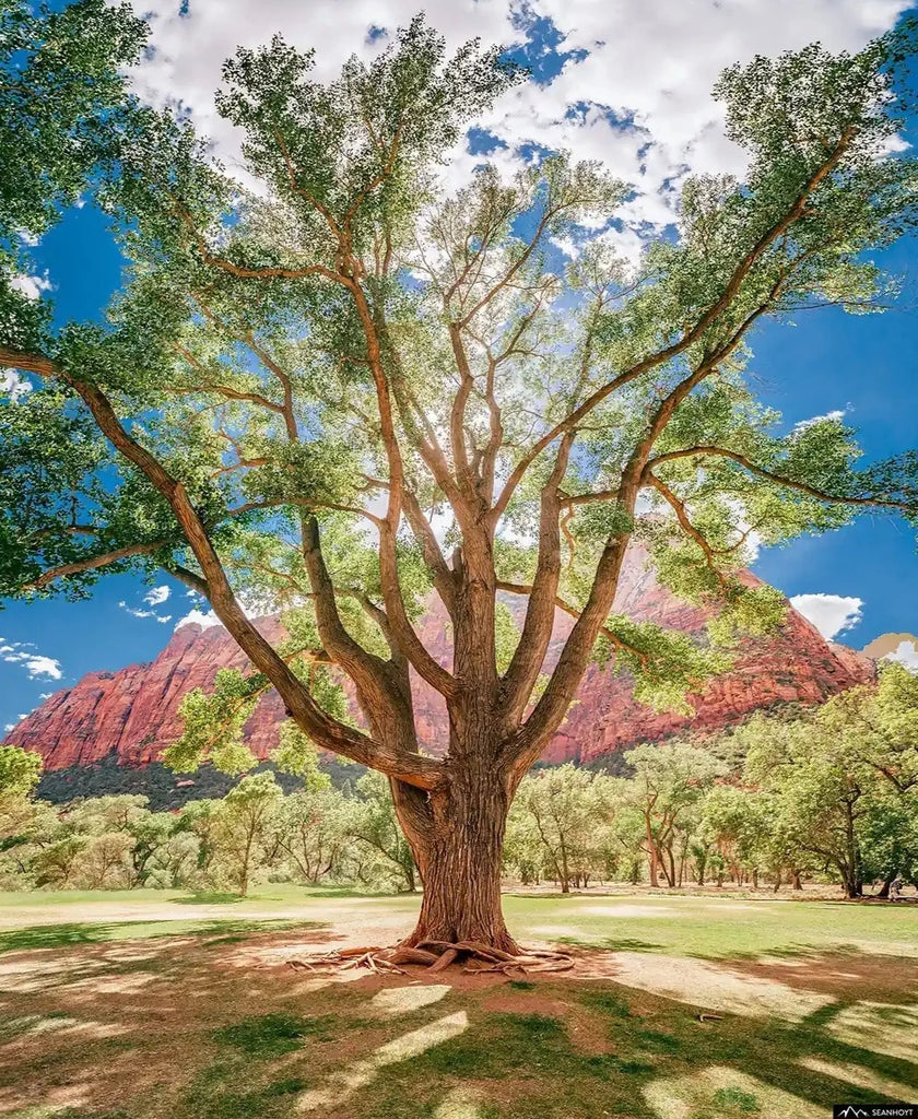 Fremont-Cottonwood-tree-zion-
