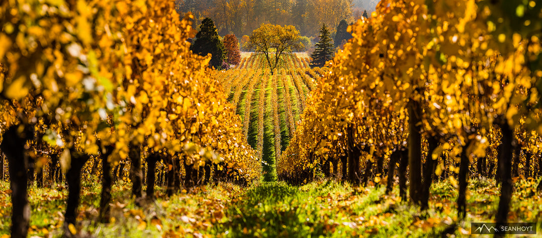 Oregon Vineyard in Autumn