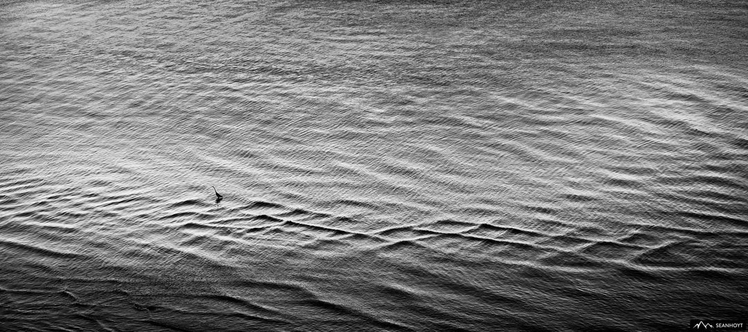 Lone Crane in the Gentle Waves