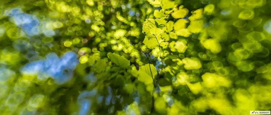 A mish-mash of leaves out of focus with the center area a branch with leaves in focus. 