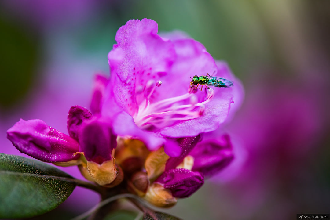 Twin-Spot Centurion Soldier Fly Sipping on Rhododendron Nectar